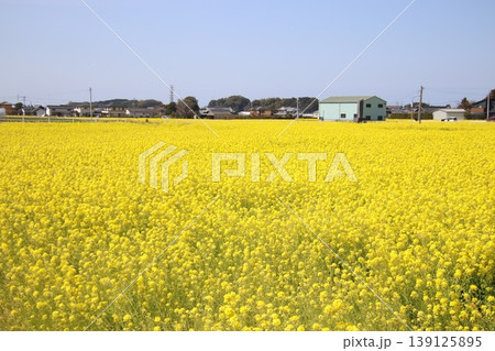 古賀市筵内の満開の菜の花畑、 古賀市筵内の満開の菜の花畑、 139125895