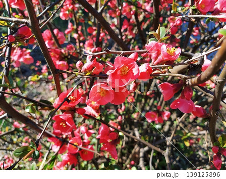 Beautiful pink and red henomeles flowers. Shrub without leaves blooms in early spring. Delicate petals and yellow stamens and pistils with nectar. Greeting card or bouquet. Symbol of awakening nature. Beautiful pink and red henomeles flowers. Shrub without leaves blooms in early spring. Delicate petals and yellow stamens and pistils with nectar. Greeting card or bouquet. Symbol of awakening nature. 139125896