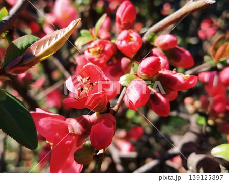 Beautiful pink and red henomeles flowers. Shrub without leaves blooms in early spring. Delicate petals and yellow stamens and pistils with nectar. Greeting card or bouquet. Symbol of awakening nature Beautiful pink and red henomeles flowers. Shrub without leaves blooms in early spring. Delicate petals and yellow stamens and pistils with nectar. Greeting card or bouquet. Symbol of awakening nature 139125897