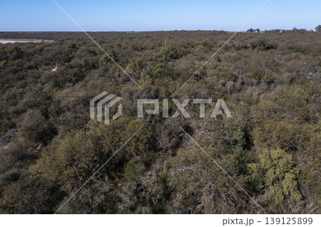 Pampas forest, Calden tree, Prosopis Caldenia, endemic species in La Pampa, Patagonia, Argentina Pampas forest, Calden tree, Prosopis Caldenia, endemic species in La Pampa, Patagonia, Argentina 139125899