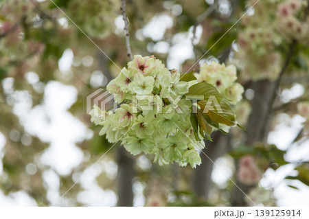薄緑色の八重桜　御衣黄 139125914