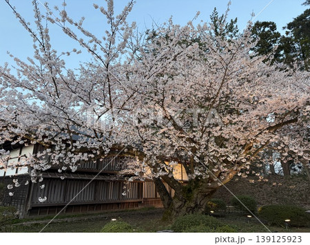 弘前公園　日本一の古木 139125923