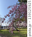 弘前公園の枝垂れ桜 139125925