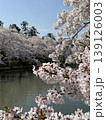 弘前公園の桜 139126003