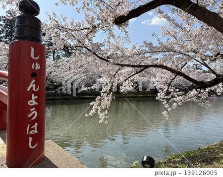 しゅんようばしと桜 しゅんようばしと桜 139126005