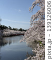 弘前公園の桜 139126006