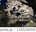 弘前公園の夜桜 139126008