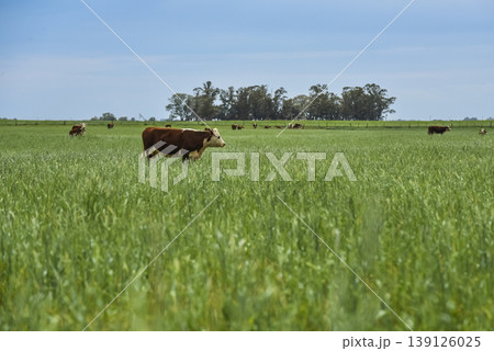Countryside landscape with cows grazing, Countryside landscape with cows grazing, 139126025