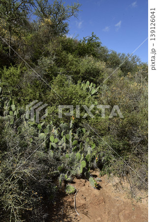 Cactus in calden forest landscape, La Pampa province, Patagonia, Argentina. 139126041