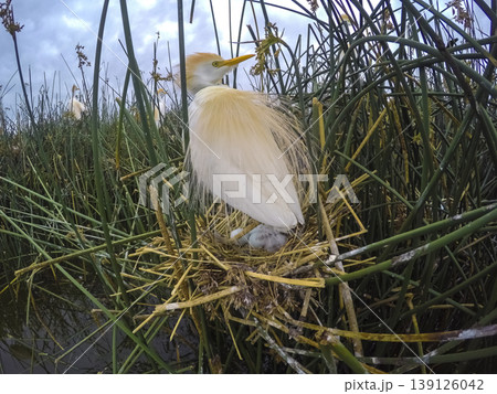 Cattle Egret, Bubulcus ibis, nesting, La Pampa Province, Patagonia, Argentina Cattle Egret, Bubulcus ibis, nesting, La Pampa Province, Patagonia, Argentina 139126042