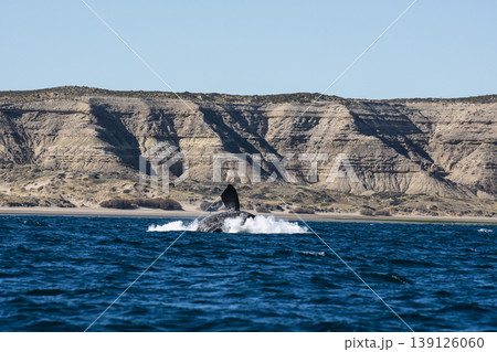 Sohutern right whale jumping, endangered species, 139126060