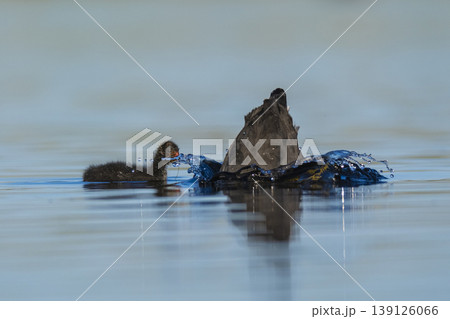 White winged coot, diving to look for food, La Pampa province, Patagonia,  Argentina. 139126066