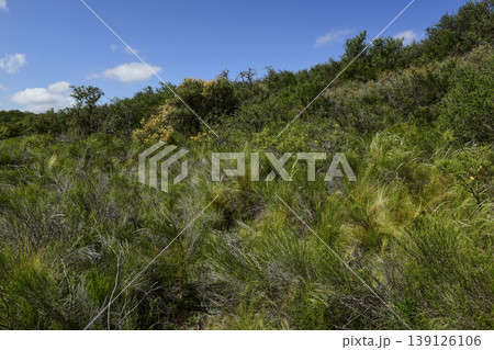 Calden forest grass landscape,  La Pampa province, Patagonia, Argentina. 139126106