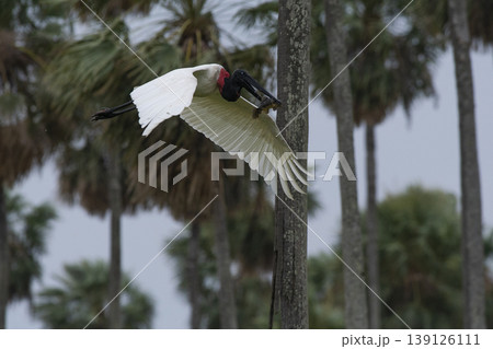 Jabiru Stork, in a marsh environment 139126111