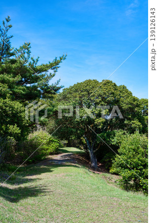 晴れた日の自然豊かな山の公園 晴れた日の自然豊かな山の公園 139126143