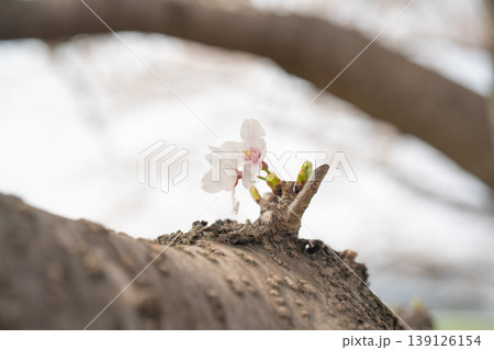幹から咲いた桜 139126154