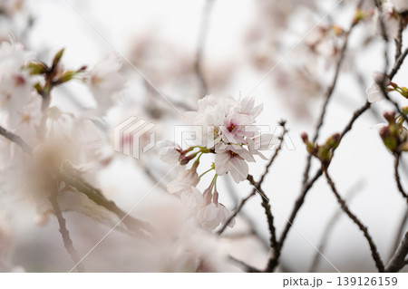 満開の桜の中 139126159