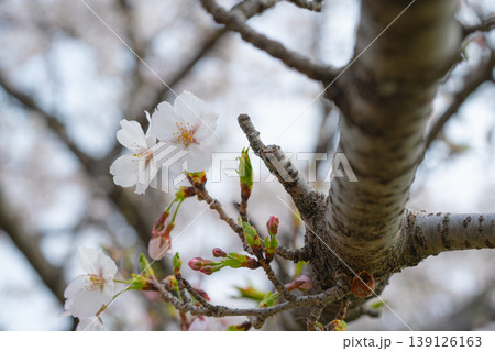 春の訪れを告げる桜 春の訪れを告げる桜 139126163