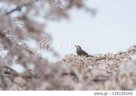 桜の木にとまる小鳥 桜の木にとまる小鳥 139126168