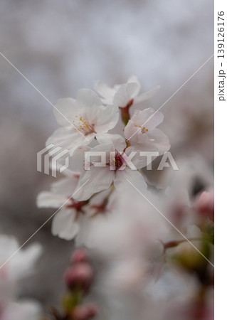 桜のクローズアップ 桜のクローズアップ 139126176