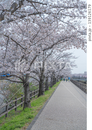 桜並木が続く道 桜並木が続く道 139126179