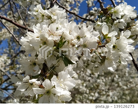 Tender flower petals of apple tree. Apple trees in lush flowering white flowers. Pestles and stamens are noticeable. Spring in the orchard. The beginning of agricultural work 139126273