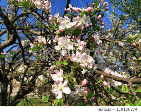 Tender flower petals of apple tree. Apple trees in lush flowering white flowers. Pestles and stamens are noticeable. Spring in the orchard. The beginning of agricultural work Tender flower petals of apple tree. Apple trees in lush flowering white flowers. Pestles and stamens are noticeable. Spring in the orchard. The beginning of agricultural work 139126274