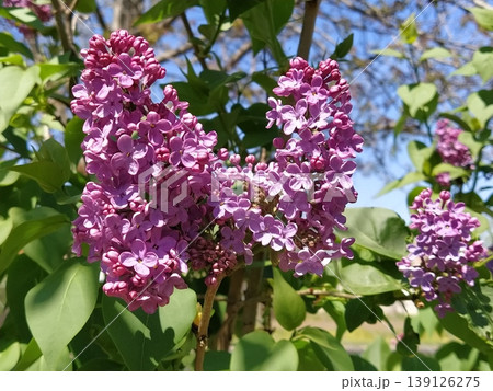 beautiful lilac flowers branch on a green background, natural spring background, soft selective focus. High quality photo beautiful lilac flowers branch on a green background, natural spring background, soft selective focus. High quality photo 139126275