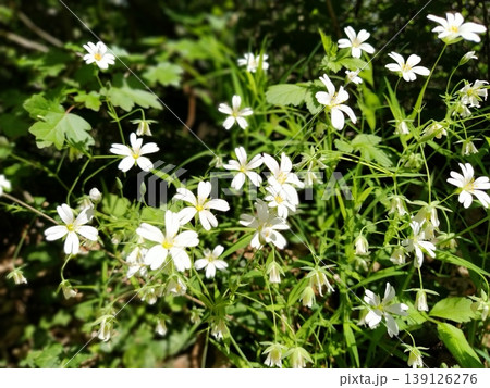 Forest starfish. Delicate white flowers in the forest. Antidiabetic agent, natural sweetener. Beautiful medicinal plants. Soft focus Forest starfish. Delicate white flowers in the forest. Antidiabetic agent, natural sweetener. Beautiful medicinal plants. Soft focus 139126276