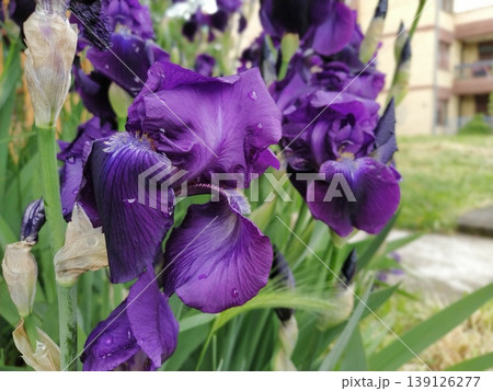 Purple irises. Beautiful delicate flowers of dark blue-purple iris in the garden. Graceful petals. Soft focus. Blurred image Purple irises. Beautiful delicate flowers of dark blue-purple iris in the garden. Graceful petals. Soft focus. Blurred image 139126277