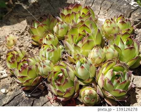 Echeveria or stone rose plant, light green color side view in close up on wooden background Echeveria or stone rose plant, light green color side view in close up on wooden background 139126278