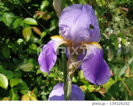 Beautiful purple iris with a white middle. Curved graceful bright flower petals. Green blurred background. Breeding grade of iris. Large blooming bud. Thin long leaves Beautiful purple iris with a white middle. Curved graceful bright flower petals. Green blurred background. Breeding grade of iris. Large blooming bud. Thin long leaves 139126282
