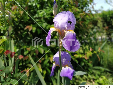 Beautiful purple iris with a white middle. Curved graceful bright flower petals. Green blurred background. Breeding grade of iris. Large blooming bud. Thin long leaves 139126284