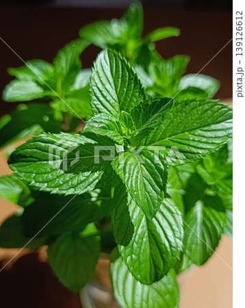 Fresh Mint Leaves in Sunlight on Wooden Table Top View 139126612