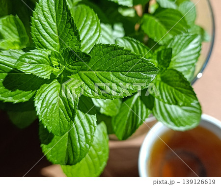 Sunny Top View of Fresh Mint and Herbal Tea on Wooden Table Sunny Top View of Fresh Mint and Herbal Tea on Wooden Table 139126619