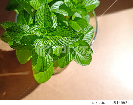 Fresh Mint in Sunlight on Wooden Table Top View 139126620