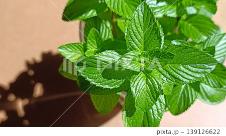 Fresh Mint Leaves in Sunlight on Wooden Table Top View Fresh Mint Leaves in Sunlight on Wooden Table Top View 139126622