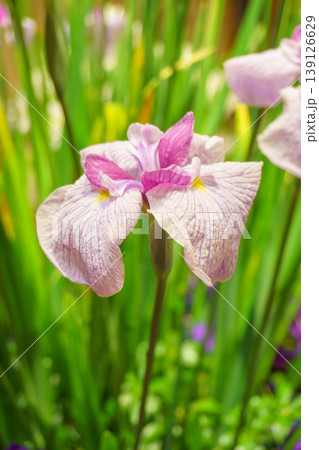 初夏の花菖蒲の花 139126629