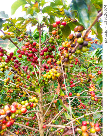 Coffee plantation with ripe and green cherries on the branch in different stages of ripening. Concepts of Brazilian coffee agribusiness 139126674