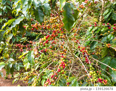Coffee plantation with ripe and green cherries on the branch in different stages of ripening. Concepts of Brazilian coffee agribusiness 139126678