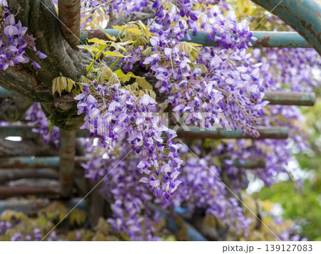 公園に咲く藤の花 公園に咲く藤の花 139127083