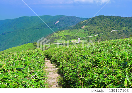 伊豆半島 夏の達磨山 草原の伊豆山稜線歩道の縦走路 伊豆半島 夏の達磨山 草原の伊豆山稜線歩道の縦走路 139127108
