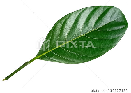 Jackfruit leaf isolated on white background Jackfruit leaf isolated on white background 139127122