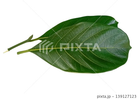 Jackfruit leaf isolated on white background 139127123
