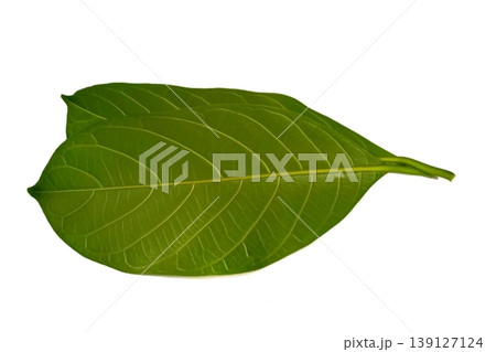 Jackfruit leaf isolated on white background Jackfruit leaf isolated on white background 139127124