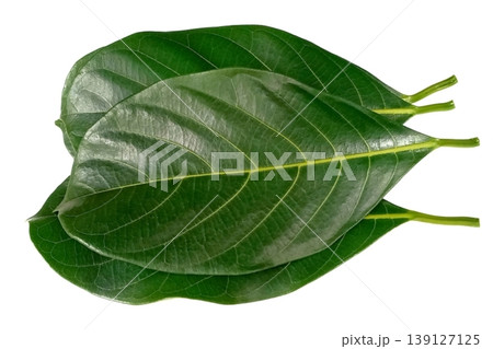 Jackfruit leaf isolated on white background 139127125