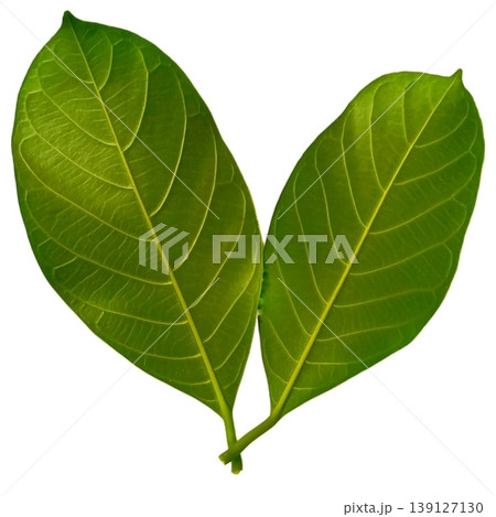 Jackfruit leaf isolated on white background 139127130