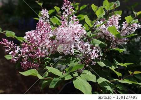 四季咲き矮性ライラックの花 四季咲き矮性ライラックの花 139127495