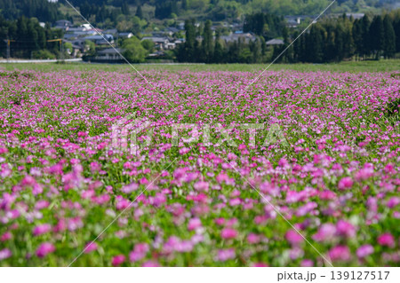 蓮華草が咲く春の田園風景（鹿児島県姶良市・米丸マール） 139127517
