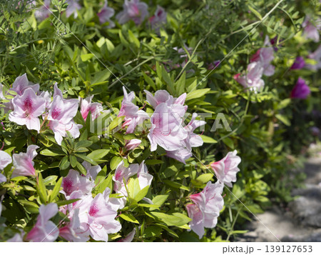 花壇に咲いたツツジの花 花壇に咲いたツツジの花 139127653